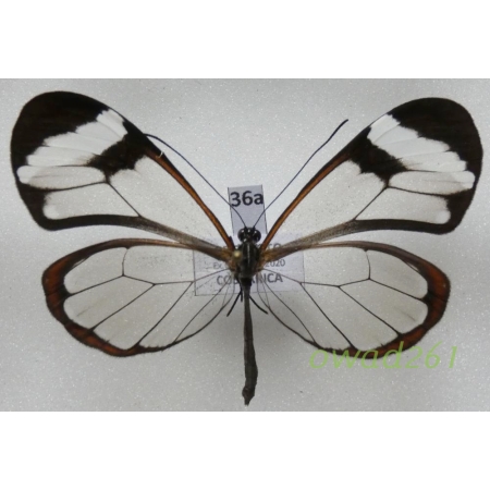 Greta oto (Hewitson, 1855) ex. ovo Costa Rica36a